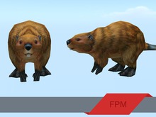 FPM American Beaver - Full Perm - 2 LI