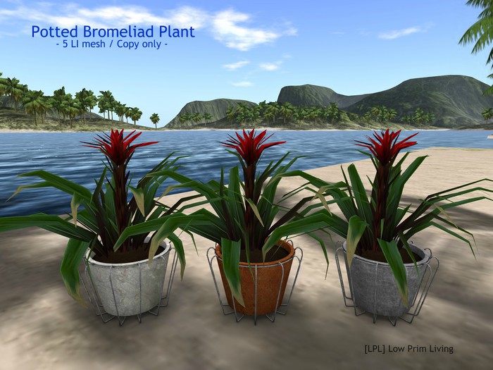 Potted Bromeliad Plant