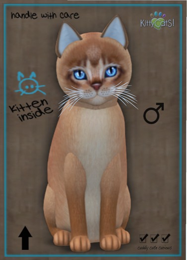 KittyCatS Box - Abyssinian - Cinnamon