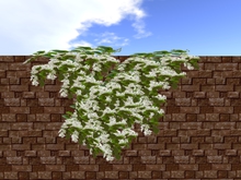 Hanging White Flowers