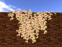 Hanging pink flowers