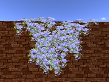 Hanging light blue flowers
