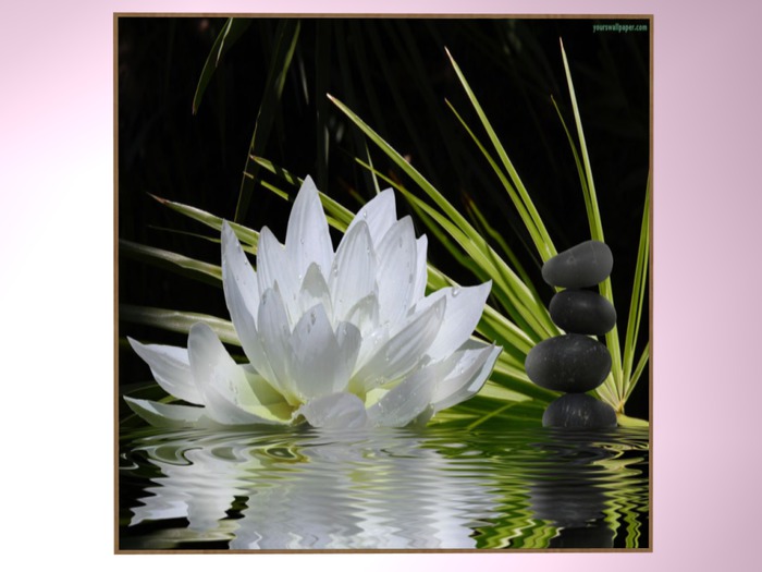 Second Life Marketplace Zen White Lily