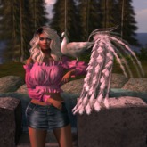 {anc} box) Hatsuyume / white peacock WEAR