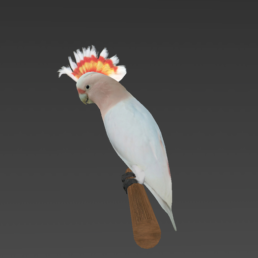 Pink Cockatoo 