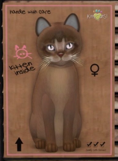 KittyCatS Box - Aby Ruddy 8T