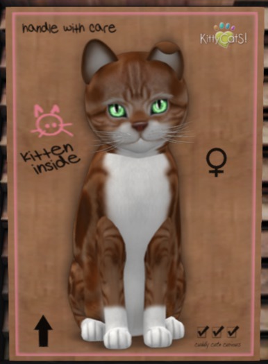 KittyCatS Box - Amer RT 8T