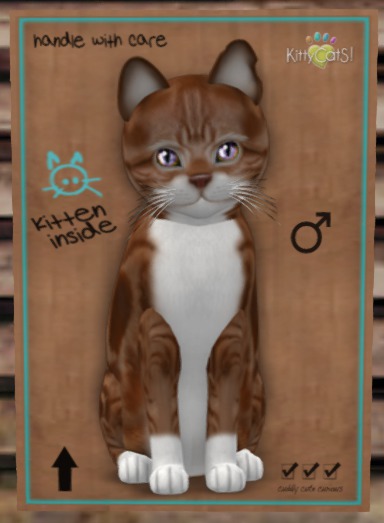 KittyCatS Box - Amer RW 8T