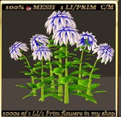 LW_ Group of Dahlias 8