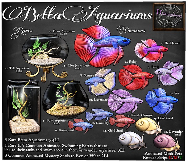 6. *HEXtraordinary* Male Betta - Ruby