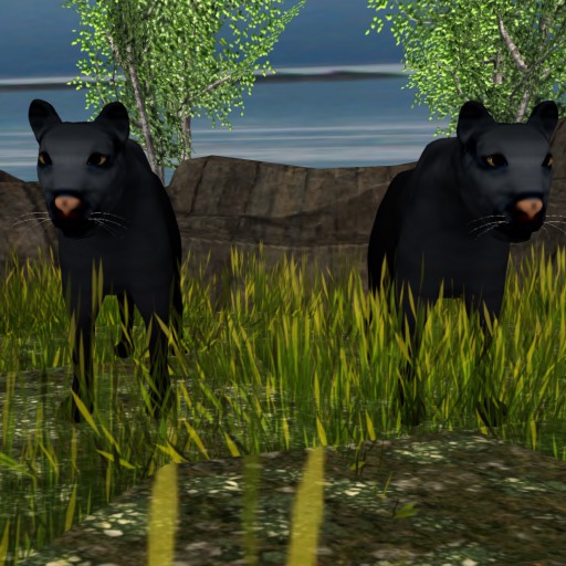 Unity Empire Black Panther