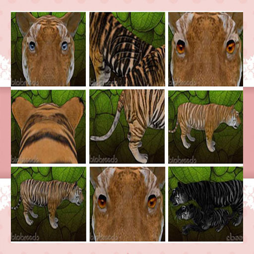 BB Tiger Box Female