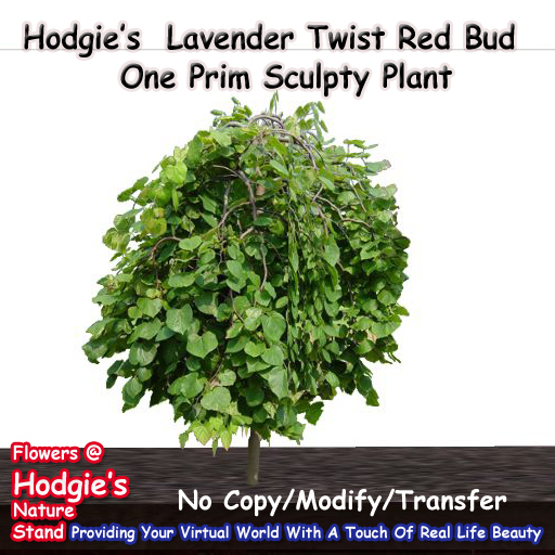 Hodgie's Flowers & Plants  --  Lavender Twist Red Bud Tree