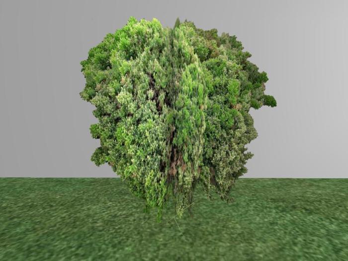 Arkads 1 Prim Dwarf Japanese Garden Juniper