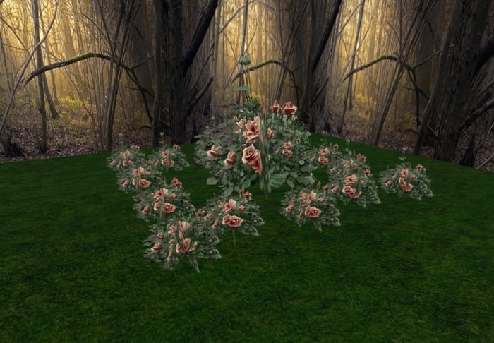 rose bush chocolate 1 huge