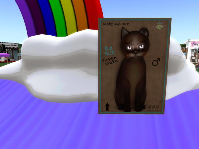 KittyCatS Box - New Born Kitten