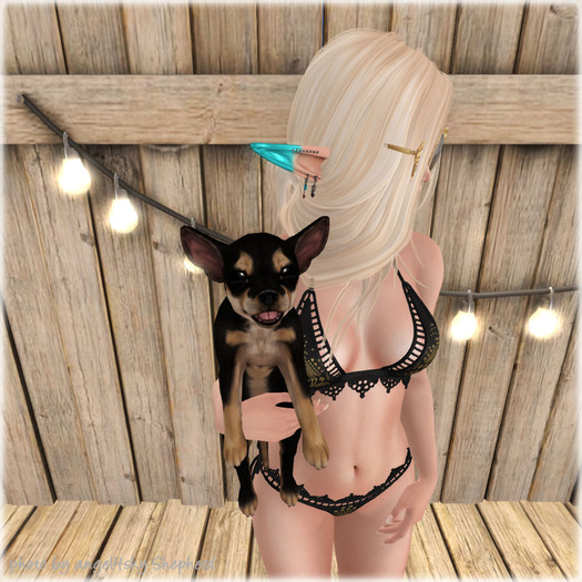 JIAN Cheeky Chihuahuas BOX 13. Black Held