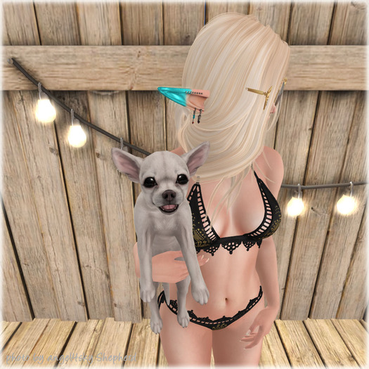 JIAN Cheeky Chihuahuas BOX 12. White Held