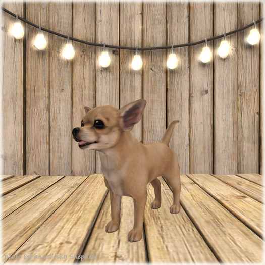 JIAN Cheeky Chihuahuas BOX 7. Tan Wanderer
