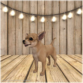 JIAN Cheeky Chihuahuas BOX 7. Tan Wanderer