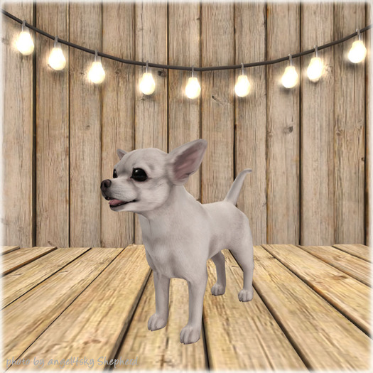 JIAN Cheeky Chihuahuas BOX 8. White Wanderer