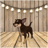 JIAN Cheeky Chihuahuas BOX 6. Choco Companion