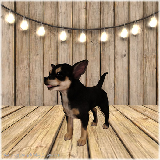 JIAN Cheeky Chihuahuas BOX 5. Black Companion