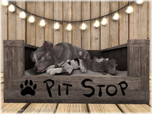 JIAN Playful Pibbles BOX 19. Pit Stop