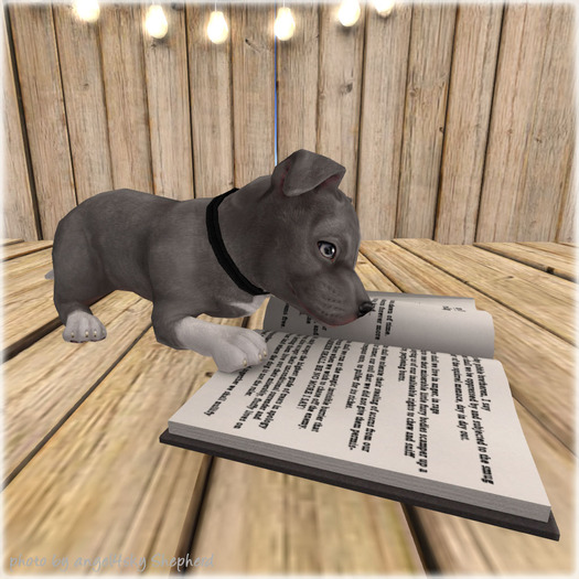 JIAN Playful Pibbles BOX 17. Study Pupper