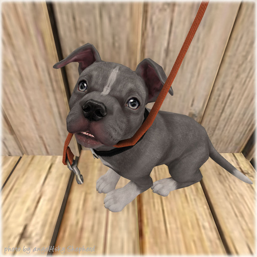 JIAN Playful Pibbles BOX 16. Walkies Plz