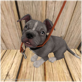 JIAN Playful Pibbles BOX 16. Walkies Plz
