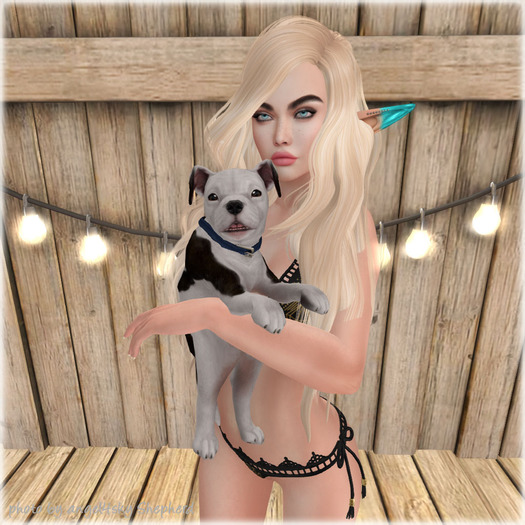 JIAN Playful Pibbles BOX 15. White Held Pup