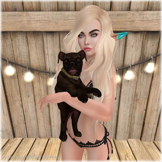 JIAN Playful Pibbles BOX 14. Brindle Held Pup