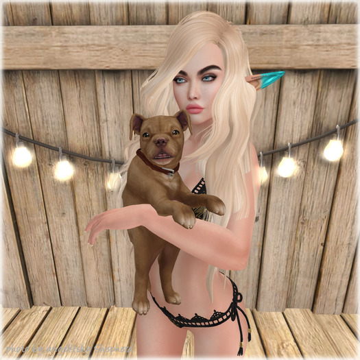 JIAN Playful Pibbles BOX 12. Red Held Pup