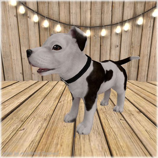 JIAN Playful Pibbles BOX 11. White Wander Pup
