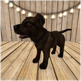 JIAN Playful Pibbles BOX 10. Brindle Wander Pup