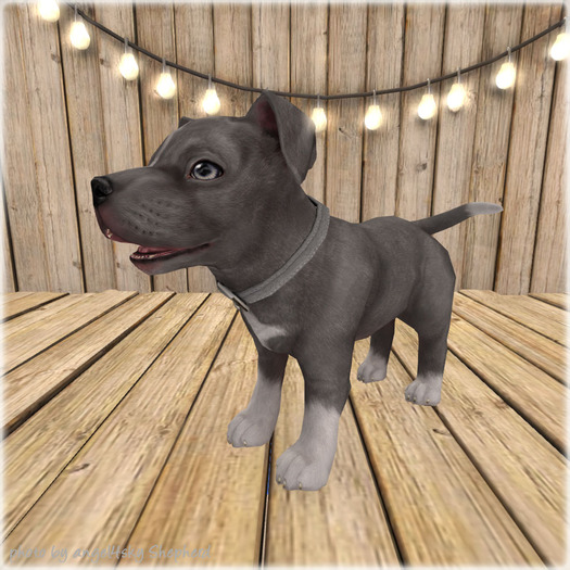 JIAN Playful Pibbles BOX 9. Blue Wander Pup