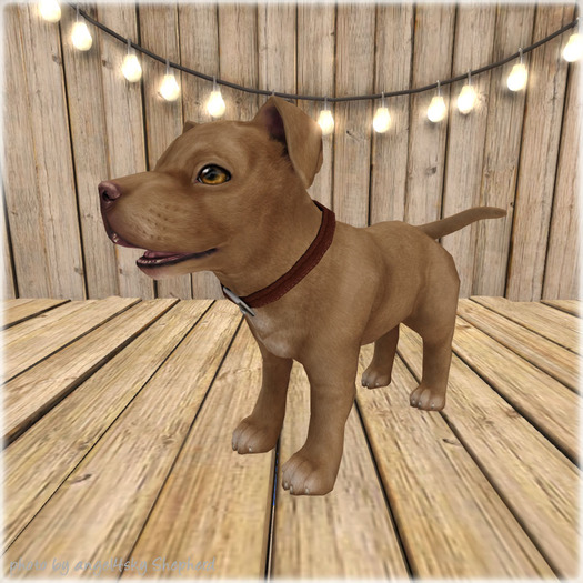 JIAN Playful Pibbles BOX 8. Red Wander Pup