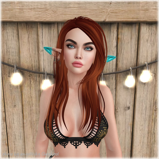 Lamb. Ask - Ginger Pack