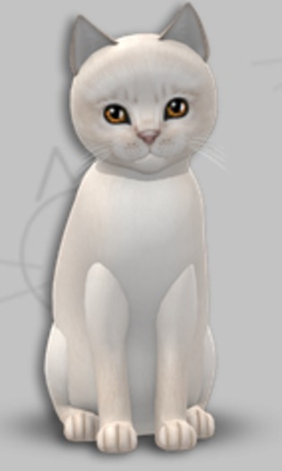 KittyCatS Box - Abyssinian Creme/3T/Female
