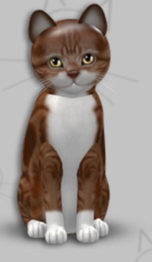 KittyCatS Box - American Shorthair R & W/2T/Male/Odyssey Burst