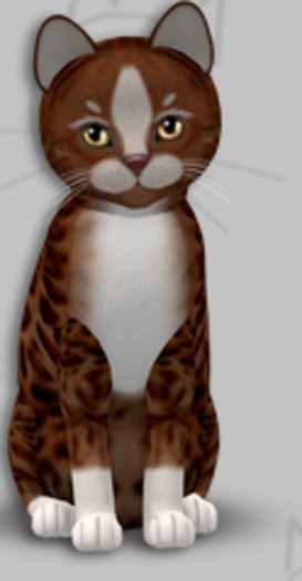 KittyCatS Box - Genesis Ginger II/1T/Male/BIGGER DE BIG
