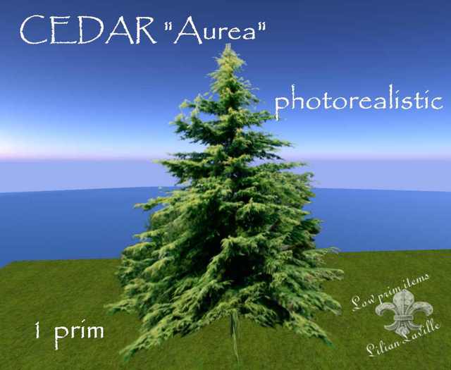 1 prim Cedar  "Aurea"