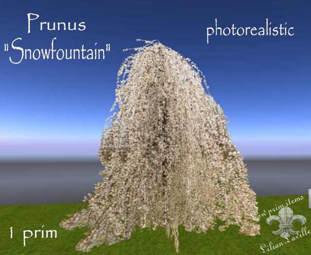 1 prim prunus snowfountain n15 copy modify