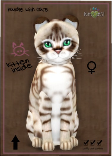 KittyCatS Box - Australian Mist - Dark Chocolate