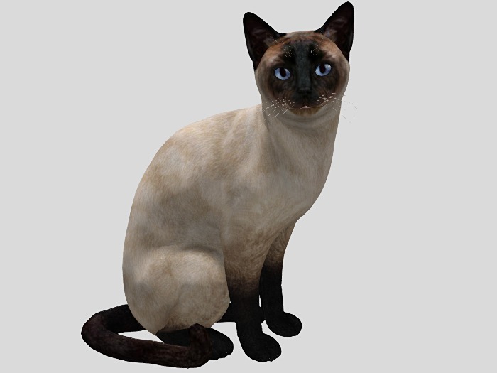Siamese Cat Sitting - Mesh