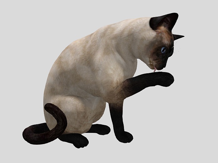 Siamese Cat Paw Lick - Mesh