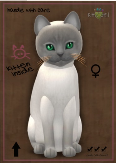 KittyCatS Box - Tonkinese - Blue Point