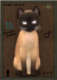 KittyCatS Box - Tonkinese - Champagne