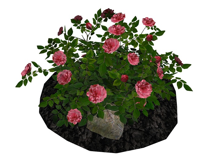 Pink Rose Bush on Soil and Rocks_FP